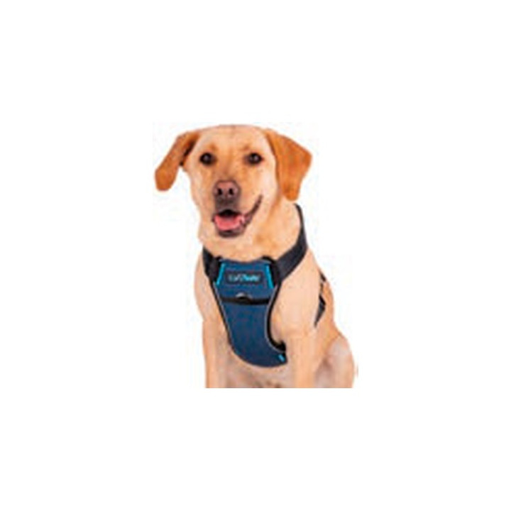 HARNAIS CARSAFE COLLISION BLEU