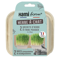 Herbe à chat prêt à faire pousser