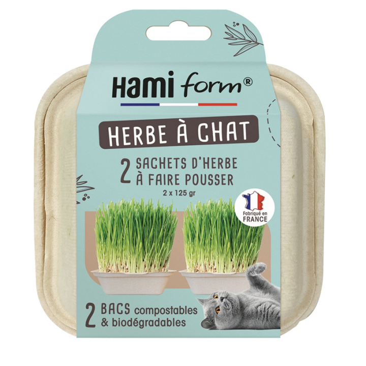 Herbe à chat prêt à faire pousser