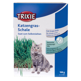Herbe à chat en graines